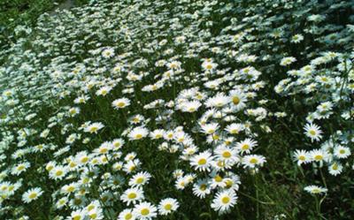 Field of white cosmos Daegu Botanical Garden Daegu South Korea