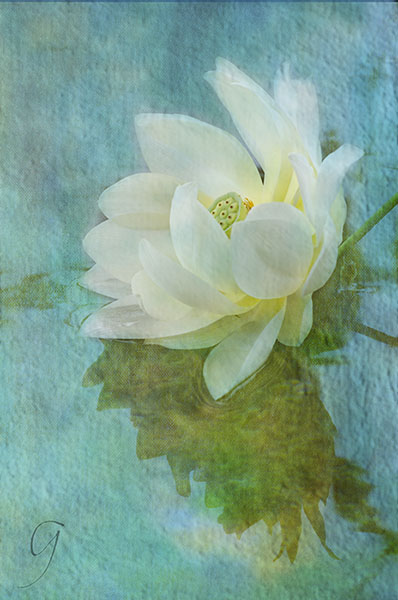 white lotus blossom cracked glass teture