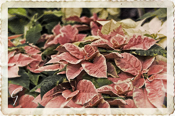 Winter Poinsettias Allan Gardens