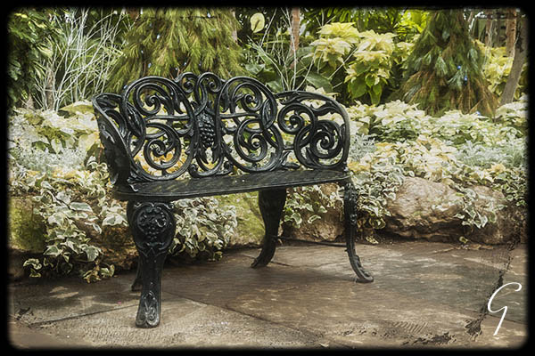 Winter At Allan Gardens - Iron Bench Poinsettias