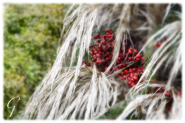 Winter Grass and Berries