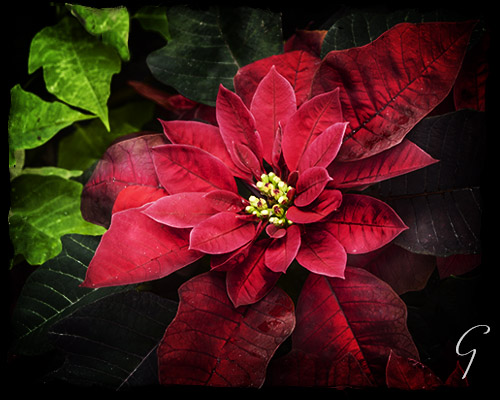 Winter Pictures Spotlight on Red Poinsettia