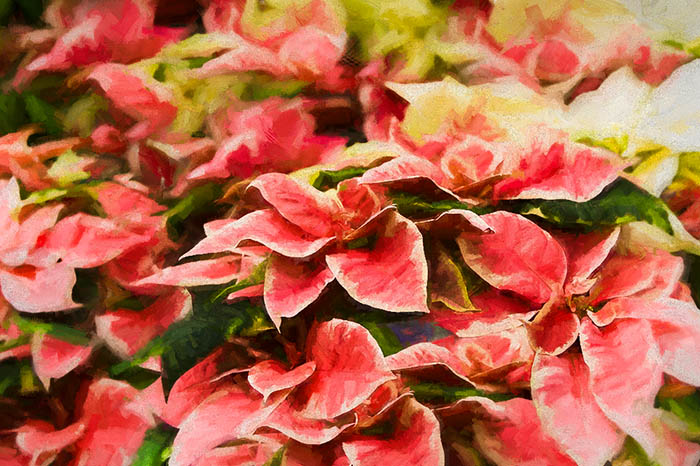 Winter garden poinsettias