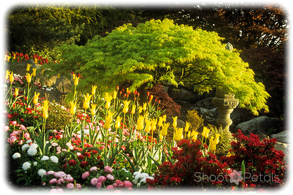 Yellow lily tulips at Queen Elizabeth Park