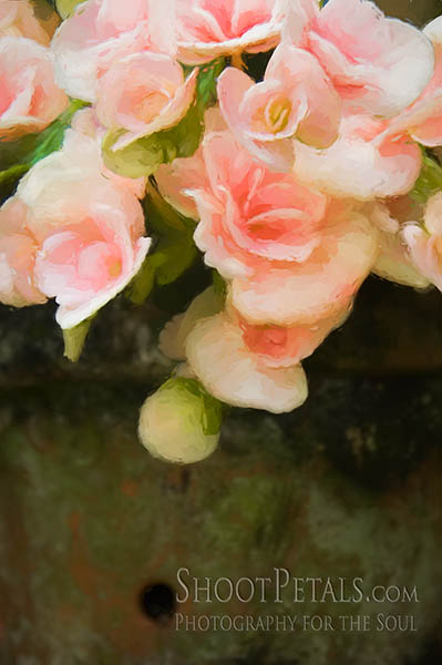 Pot Of Soft Pink Begonias