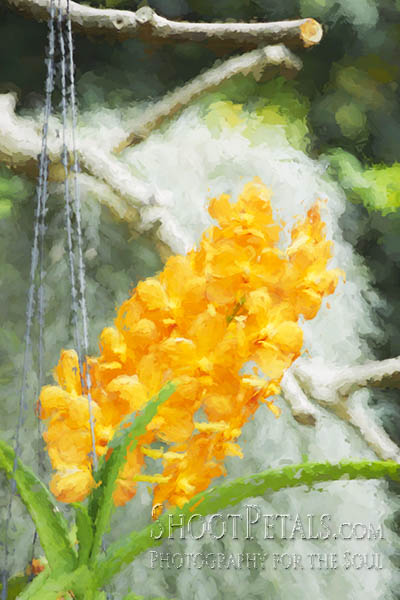 Dark Yellow Orchids Yeomiji Indoor Flower Garden